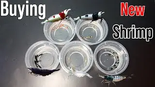 Buying New Shrimp Black Rili, Black Rose, Snowball, Crystal Black/Red Shrimp