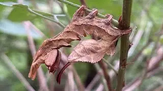 The awesome lobster moth larvae - Stauropus fagi 재주나방