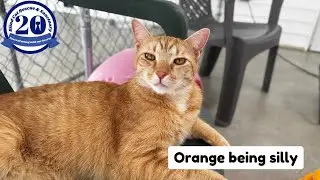 Orange Being Silly