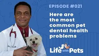 The Basics You Need to Know About Pet Dental Health