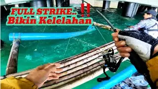 Full strike  bikin kelelahan..‼️Ketika casting ga mau makan coba mancing ikan ini. update tgl 7/8/25