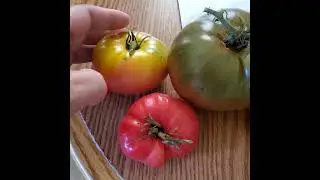 Green tomatoes? No problem. #Cherokeepurple #tomatoes