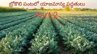 Broccoli పంట సాగులో రైతులు ఈ పద్ధతులు పాటిస్తే మంచి దిగుబడులు ఆదాయం పొందవచ్చు #agriculture#farming
