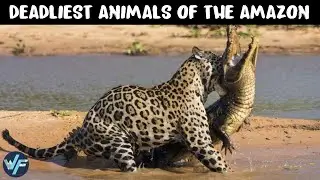 10 Deadliest Amazonian Rainforest Predators