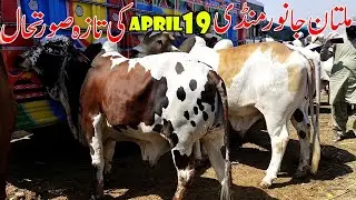 Multan Cow Mandi Khubsurat Bachray Today Latest Update 19-04-2020 Urdu/Hindi | SS Tv |