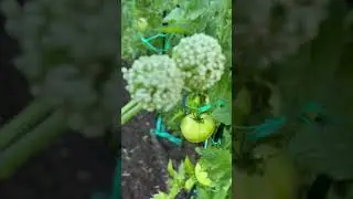 Will Save Swiss Chard Seeds Once Brown! 💗 #pplanetgardening #freeseeds #motivation #cuteanimals