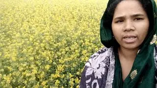 শীতের দিনের সরিষা ক্ষেত গ্রাম বাংলা #youtube # ভাইরাল ভিডিও #fairujfihatv 