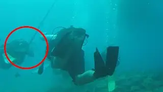 These Dives Took an Unexpected Turn