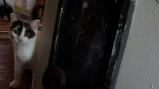 Бискотти ужасно милый