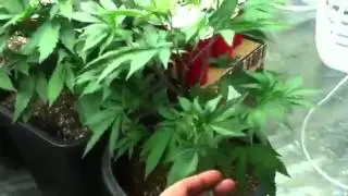 10x10 grow tent with gavitas