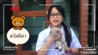 Coby cat