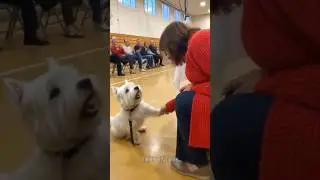 🐕🌼 Shelter dogs know when they&rsquo;ve found &ldquo;their person&rdquo;! #dog