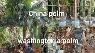 Ramjan Nursery,China polm ! Washingtonia polm: call:8017003396, WhatsApp call:7890040424