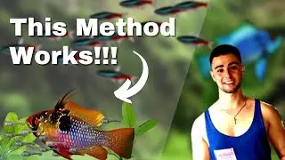 HOW TO: Clean Ram Fry Containers ***Keeping Healthy Strong Fry***