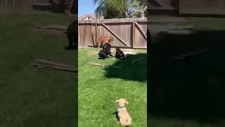 Brave Guard Dogs Chase a TIGER Out of the Yard  #rescue #wildlife #funny#Unbelievable