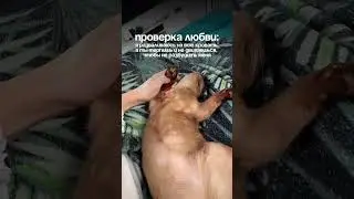 Прошли проверку?) #бурма #бурманскийкот #котики #любовь #европейскаябурма