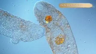 Put an End to Parasites