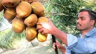 FARM FRESH Coconut water in My Village | TASTY WATER | VILLAGE FOOD