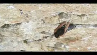 SAID BELHAJ - New Koningsberg 8A