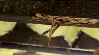 Crawl Space Nightmare: Powder Post Beetles Destroying Virginia Beach Homes! #powderpostbeetles