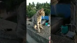 Adorable Indian Street Cat #shorts #catlover #streetcat #love #nature #beauty  @lifeinnature5073