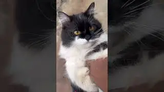 Evening game time🐱🙃 #cat #catlovers #ytshorts #brucewayne #cutecat #catobsession #catvideos #funny