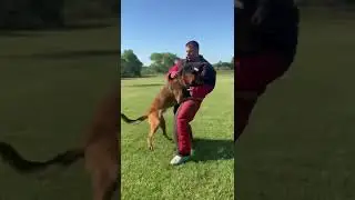 K9 Barry trained personal protection dog doing some bite work