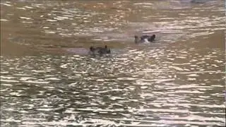 Hippos swimming in the Letaba River