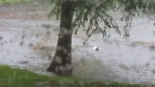 Muscovy Duck with Her Ducklings Crying in Lake, Adults Know It's Safe & Rainwater in Screen Porch!