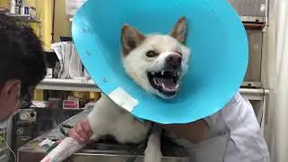 ①4歳、ミックス犬のはじめちゃんの診察、採血