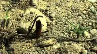 Beetle