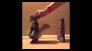 How To Vines 219