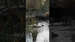 Ducks in Stanley Park #birds #bird #nature #park #wildlife #canada #duck