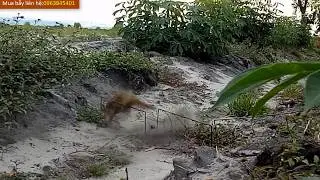 bẫy chồn đèn...những pha hổ lao mãn nhãn
