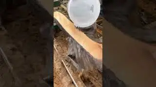 Bradford pear on the sawmill