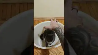 Лева и подготовка в лету (Привет их дома от Левы, который был найден в Тосно с поломанными зубами)⁠⁠