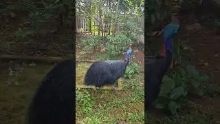 Mengenal Binatang : Ini Kasuari si burung besar.. #birds #animals
