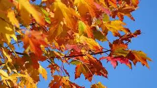 Momenti d'autunno