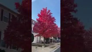 Which trees have colorful fall foliage? | Peak of Fall Colors | Red Tree
