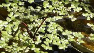 Damselflies  - Pyrrhosoma nymphula laying eggs - Meyjarflugur - Glermey - Flugur - Skord&yacute;ral&iacute;f