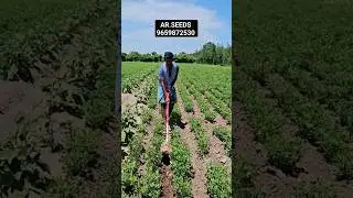 AR.SEEDS 96598 72530 groundnut caltiveat