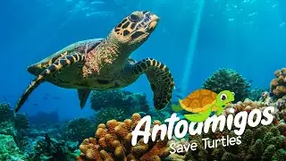 SAVE TURTLES (SALVEMOS LAS TORTUGAS) #saveturtles