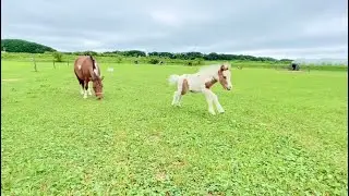 ミニチュアホースの赤ちゃんを狙う誘拐犯