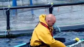 Organic Atlantic Salmon Farming - Glenarm Organic Salmon