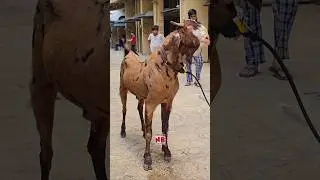 Universe ka Andu Bakra🔥 #bakraeid #bakraeid2025 #bakraeidspecial #bakra #goats #trending #biggoats