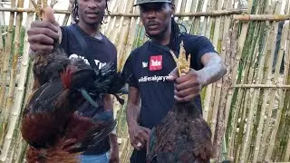 The most epic rooster Catch N Cook you will ever see must watch @wildlifeCA101