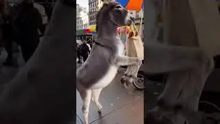 He lost Shrek