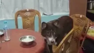 Dog Dines at Table: Love Language