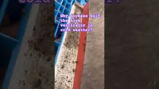 Why Do Bees Exit the Hive Vertically in Cold Weather?
