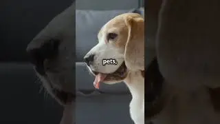 Top Characteristics of Beagles! #doglovers #familydogs #beagles